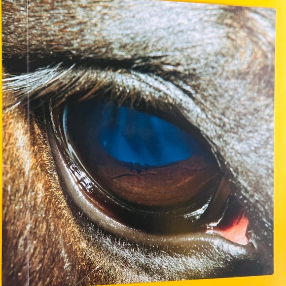 Who's Looking At You? Stephane Frattini Lift-the-Flap Picture Book - Picture 5 of 11